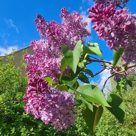 بيت للعطل Gastehaus Zum Rosengarten *